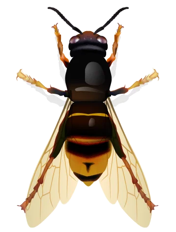 frelon asiatique Hérouvillette Guêpes & Frelons frelons asiatiques à hérouvillette